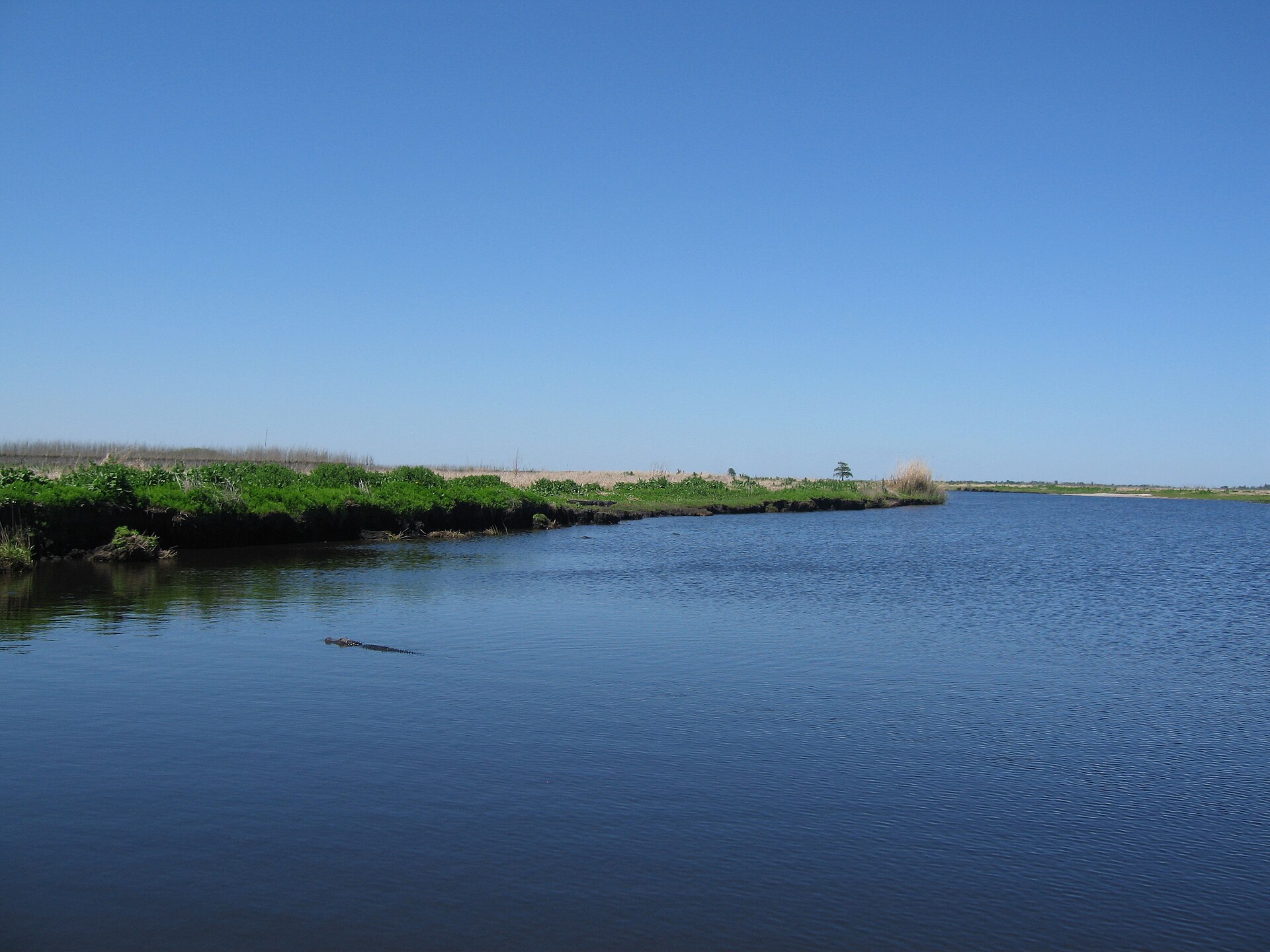 American alligator on the St. Johns River near Cocoa.